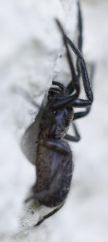 Segestria florentina